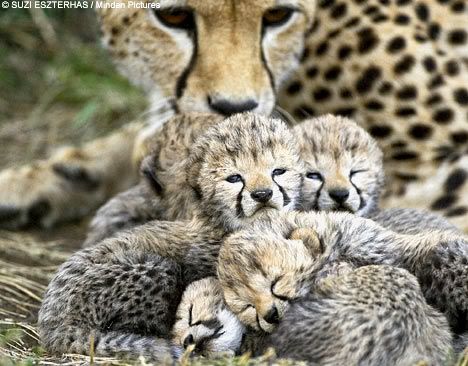 CheetahCubs2.jpg
