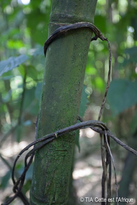  photo 35VolcanoesNatlParkBamboo-tiaphotoblog_zps49be189b.jpg