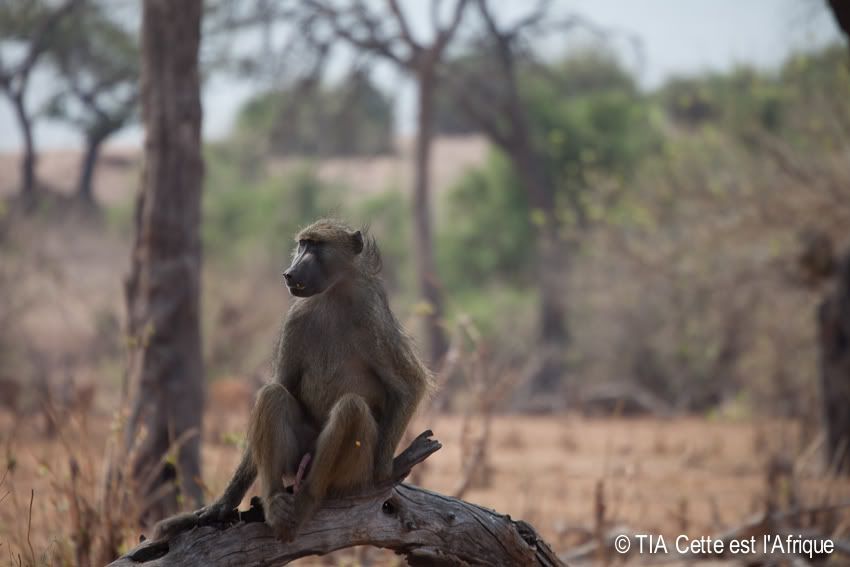  photo 43ChobeBaboon-tiaphotoblog.jpg