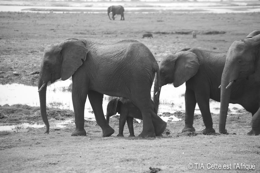  photo 45ChobeElephants-tiaphotoblog.jpg