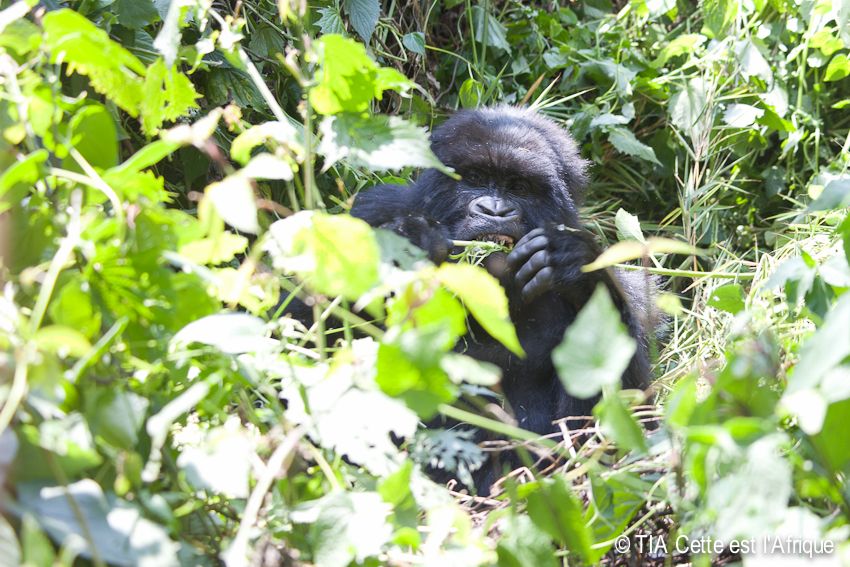  photo 45Gorilla-tiaphotoblog_zps45af4e06.jpg