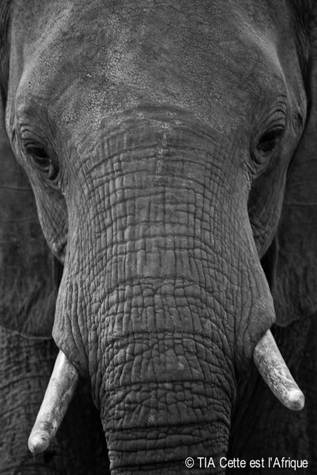  photo 46Elephant-tiaphotoblog.jpg