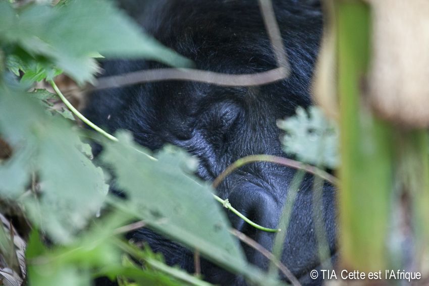  photo 46Gorilla-tiaphotoblog_zps776f9ec0.jpg