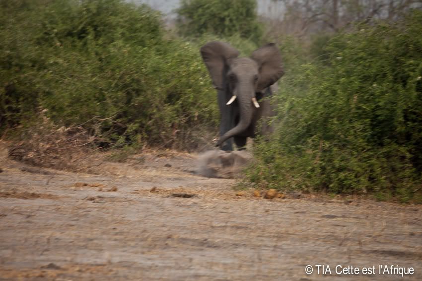  photo 47ElephantCharge-tiaphotoblog.jpg