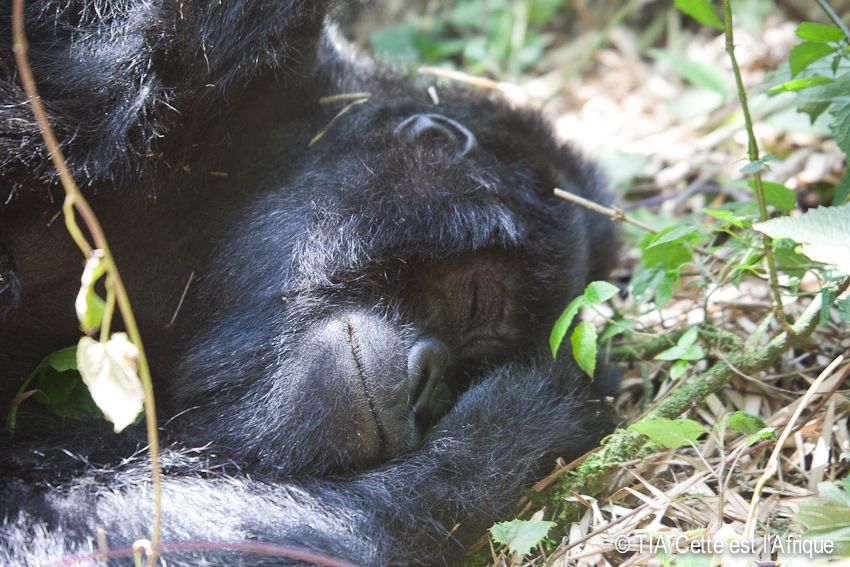  photo 48Gorilla-tiaphotoblog_zps2389460e.jpg