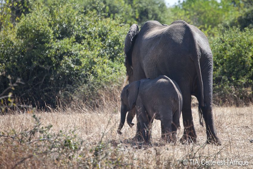  photo 55ChobeElephants-tiaphotoblog_zpsd9127d19.jpg