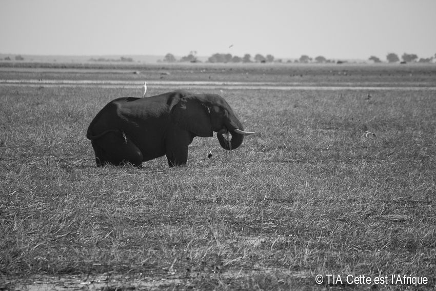  photo 56ChobeElephants-tiaphotoblog_zpsee6a3a83.jpg