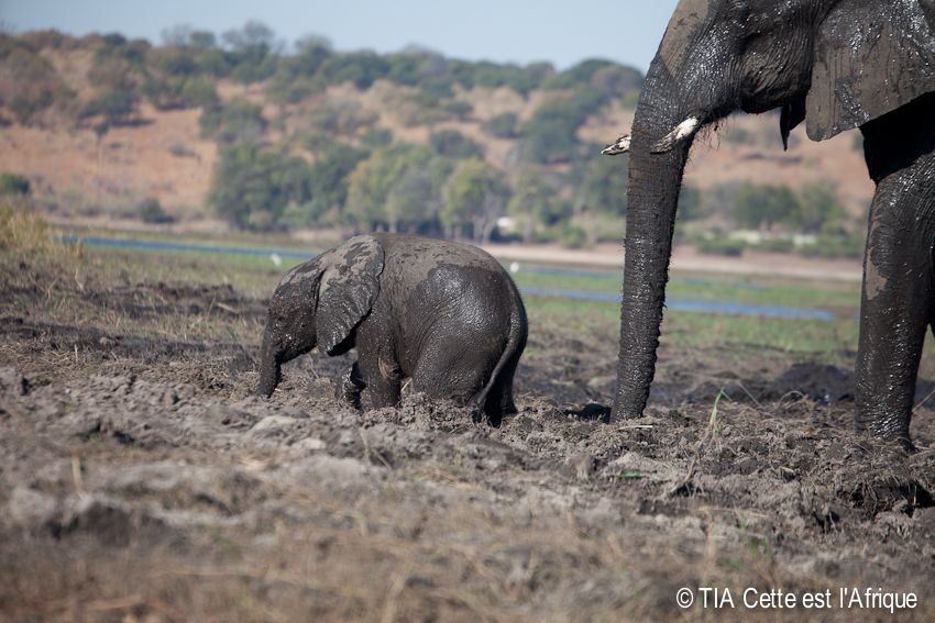  photo 57ChobeElephants-tiaphotoblog_zps5d7ef98a.jpg