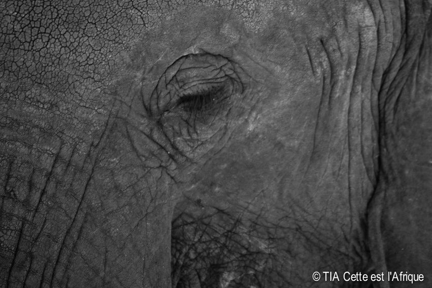  photo 58ChobeElephant-tiaphotoblog_zpsa0b9467c.jpg