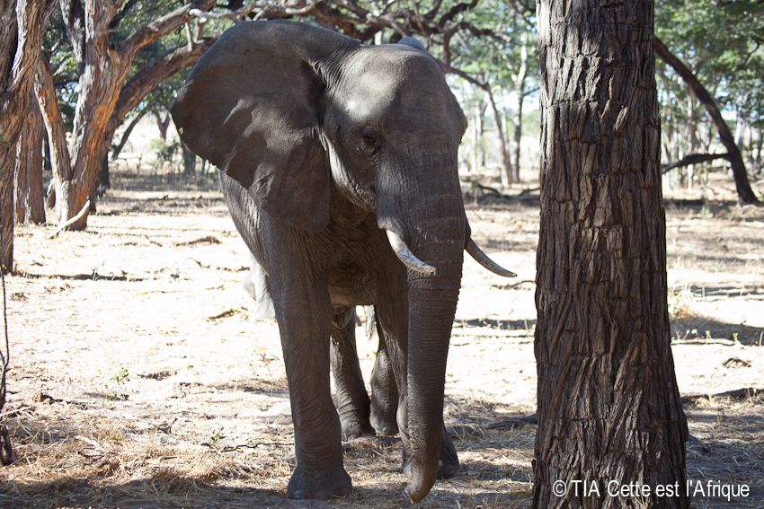 Hwange National Park photo 11HwangeWalkingSafari-tiaphotoblog_zps0256f0fa.jpg