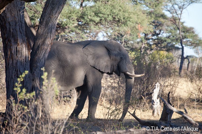  photo 12HwangeWalkingSafari-tiaphotoblog_zps8f51c339.jpg