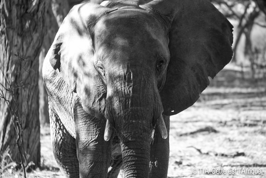Hwange National Park photo 13HwangeWalkingSafari-tiaphotoblog_zpsc8a28011.jpg