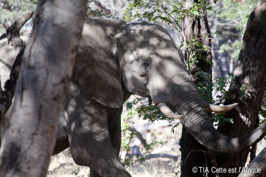 Hwange National Park photo 14HwangeWalkingSafari-tiaphotoblog_zps78a224c0.jpg