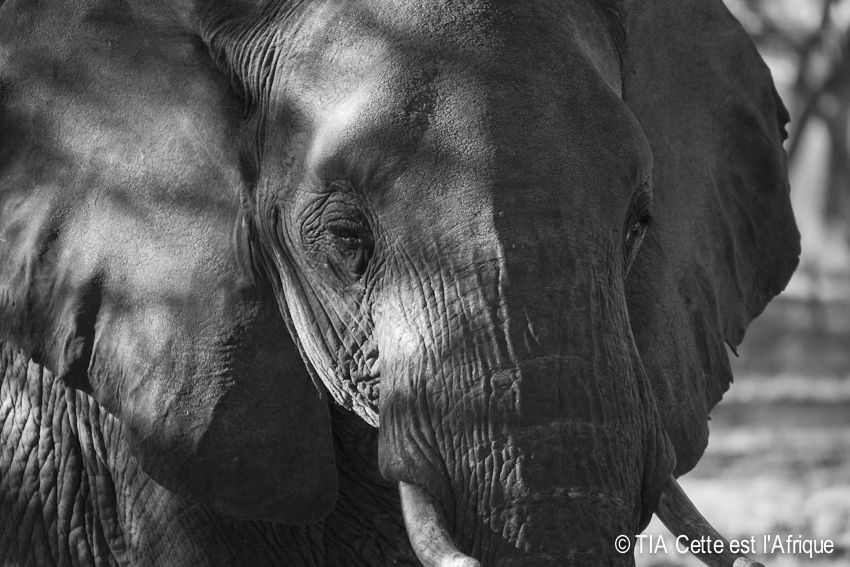  photo 15HwangeWalkingSafari-tiaphotoblog_zps607ee3b4.jpg