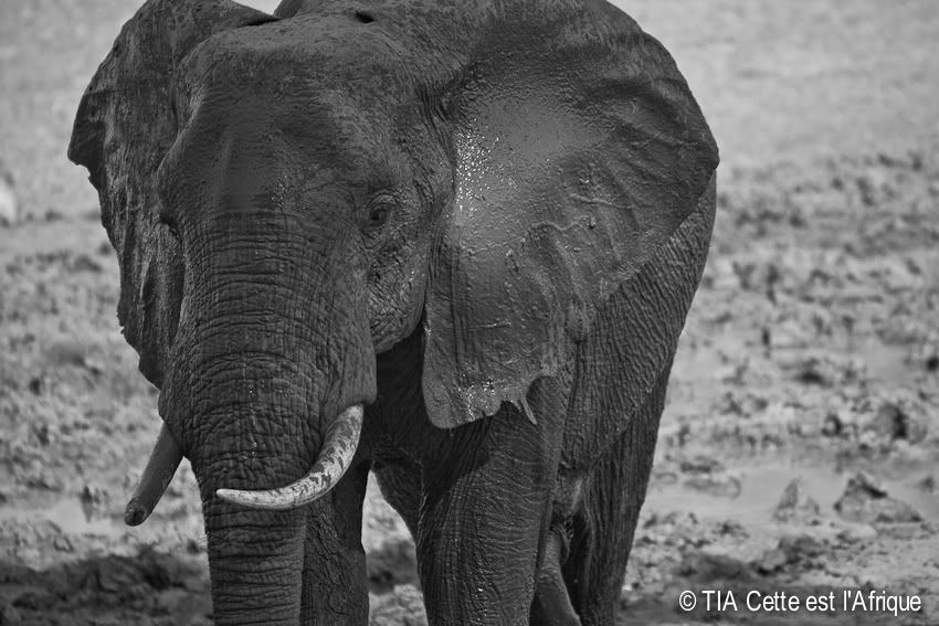  photo 17Elephant-tiaphotoblog_zps0346fdb3.jpg