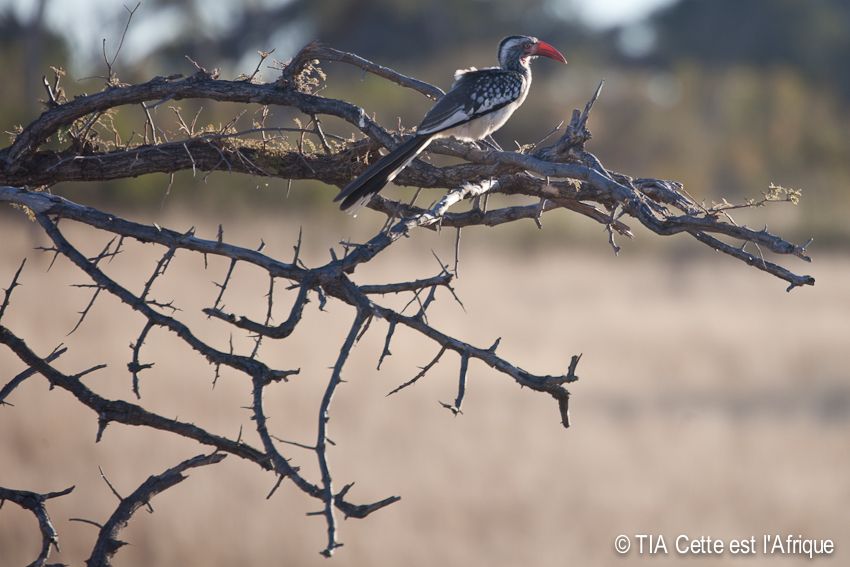 Hwange National Park photo 17HwangeRedHornbill-tiaphotoblog_zpsb5678e95.jpg