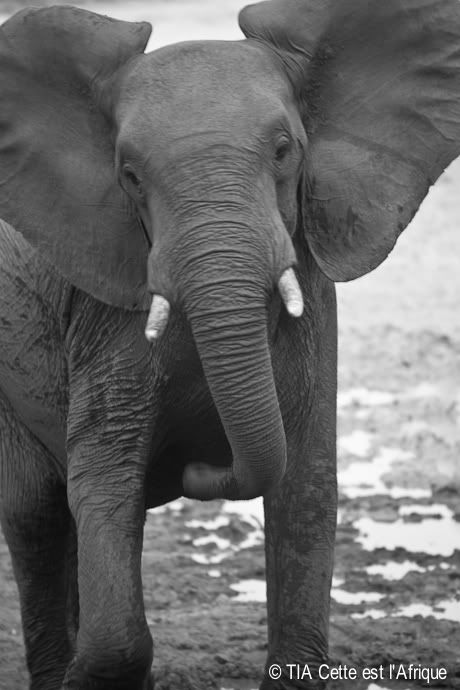  photo 19Elephant-tiaphotoblog_zps7b9dd1d9.jpg