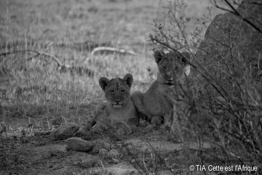  photo 21LionCubs-tiaphotoblog_zps6ad0248b.jpg