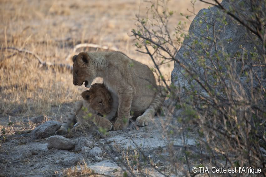  photo 22LionCubs-tiaphotoblog_zps4e76ed15.jpg