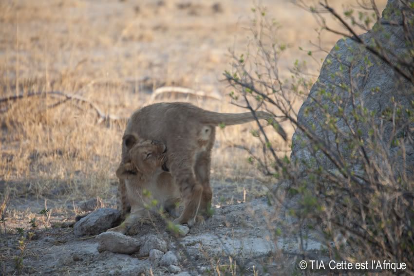  photo 23LionCubs-tiaphotoblog_zpsdbc963e1.jpg