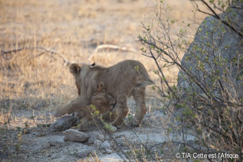  photo 24LionCubs-tiaphotoblog_zps905ca03d.jpg