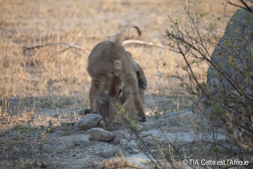  photo 25LionCubs-tiaphotoblog_zps3a99aa21.jpg