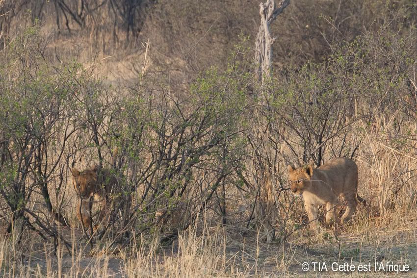  photo 292LionCubs-tiaphotoblog_zps47ee86f4.jpg