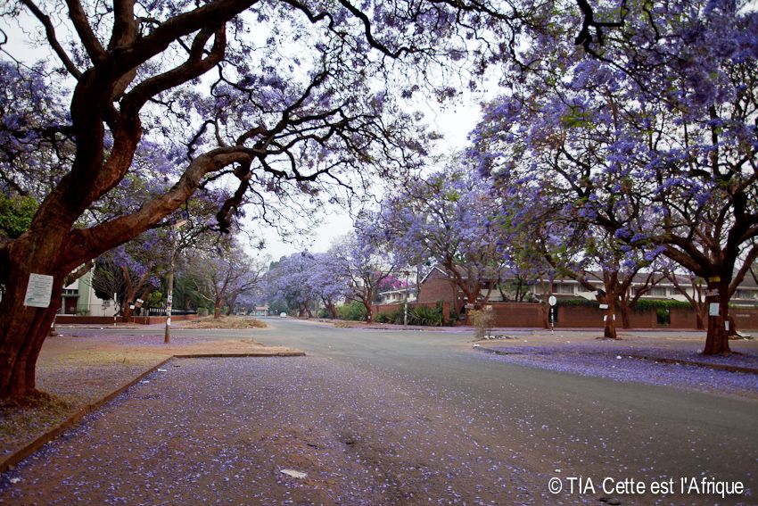  photo 35Jacaranda-tiaphotoblog_zpse8f1e89d.jpg