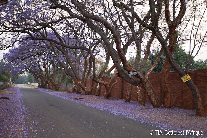  photo 36Jacaranda-tiaphotoblog_zps6c16b482.jpg