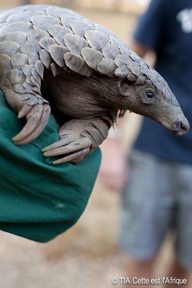  photo 51Pangolin-tiaphotoblog_zpsfa645d41.jpg