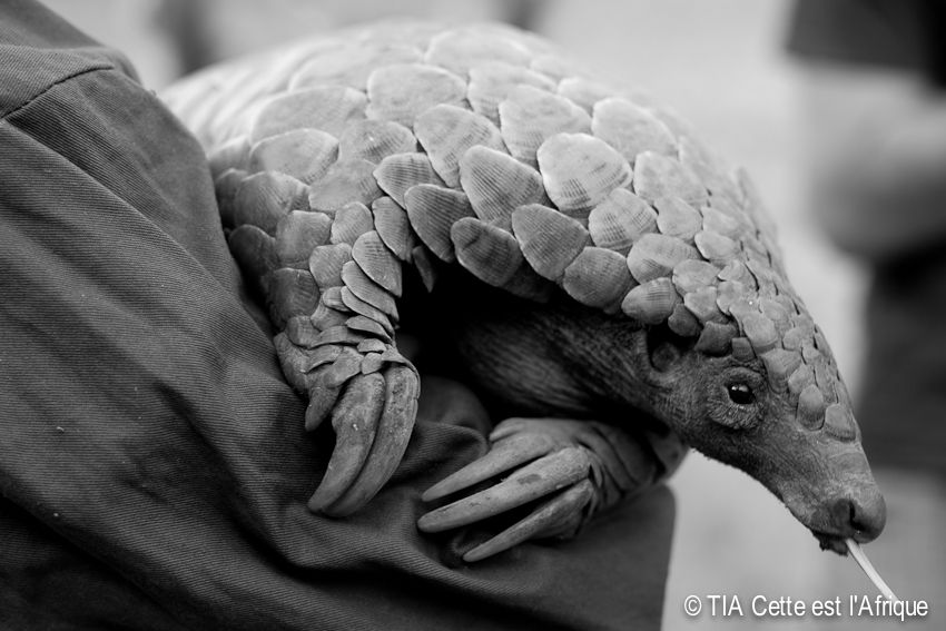  photo 53Pangolin-tiaphotoblog_zps6afe808b.jpg