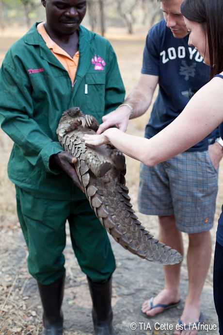  photo 54Pangolin-tiaphotoblog_zpsefbc8cae.jpg