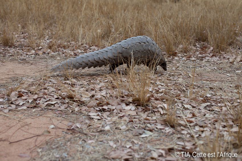  photo 56Pangolin-tiaphotoblog_zps4b61ae0a.jpg