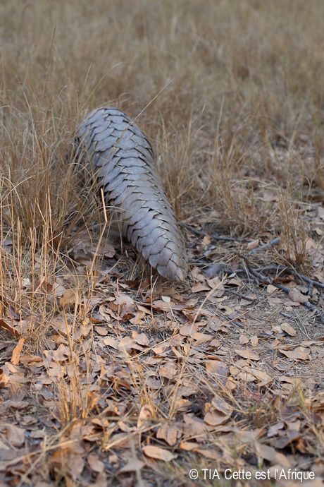  photo 57Pangolin-tiaphotoblog_zps0d9a01ce.jpg