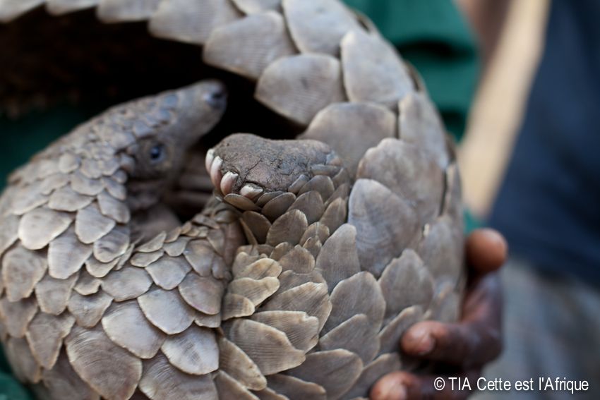  photo 58Pangolin-tiaphotoblog_zps35abb06c.jpg