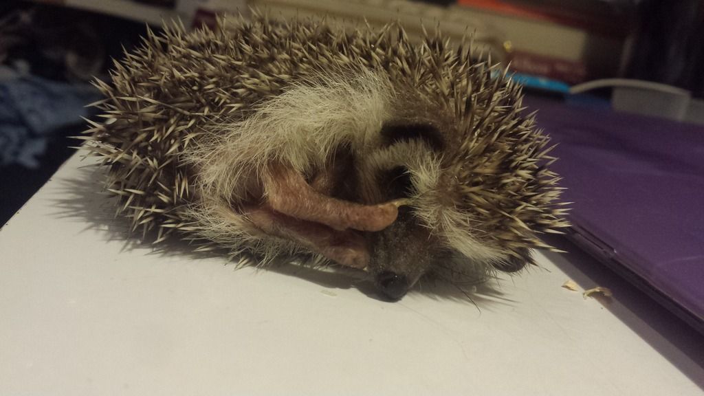 Is my boy a salt and pepper? Hedgehog Central Hedgehog pet care