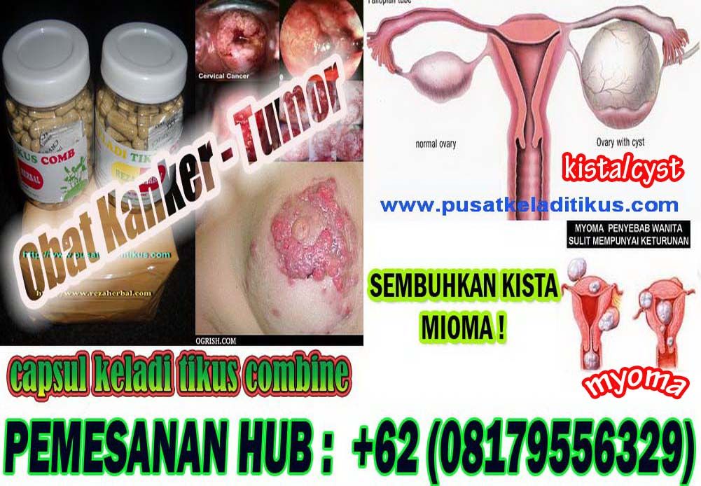 jual keladi tikus surabaya 08179556329 jual keladi jual keladi tikus surabaya 08179556329 jual keladi