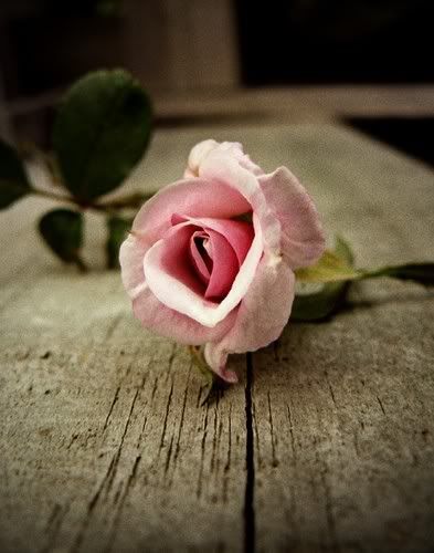 flawer Pictures, Images and Photos