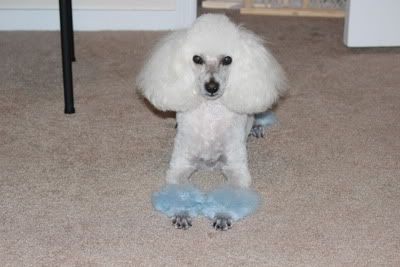 Coloring hair!! - Poodle Forum - Standard Poodle, Toy Poodle, Miniature