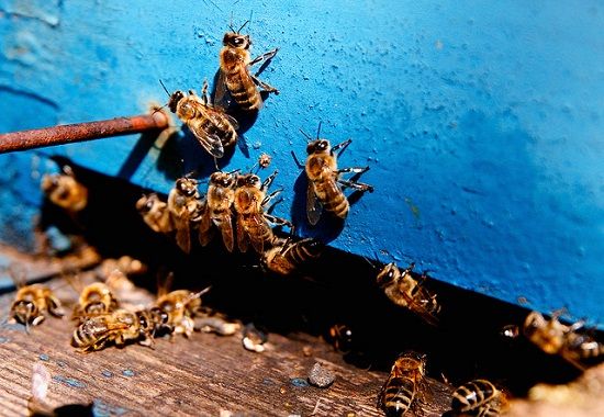 Resultado de imagem para abelhas  caixa