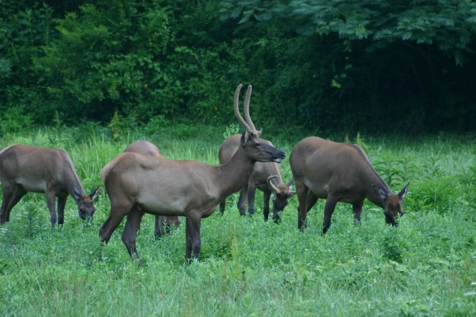 Elk In Virginia