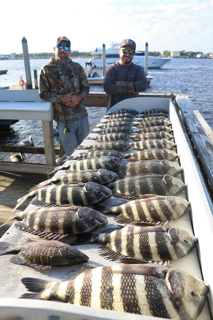 JETTY FISHING FOR SHEEPSHEAD 101 Heres how you do it.... — Florida
