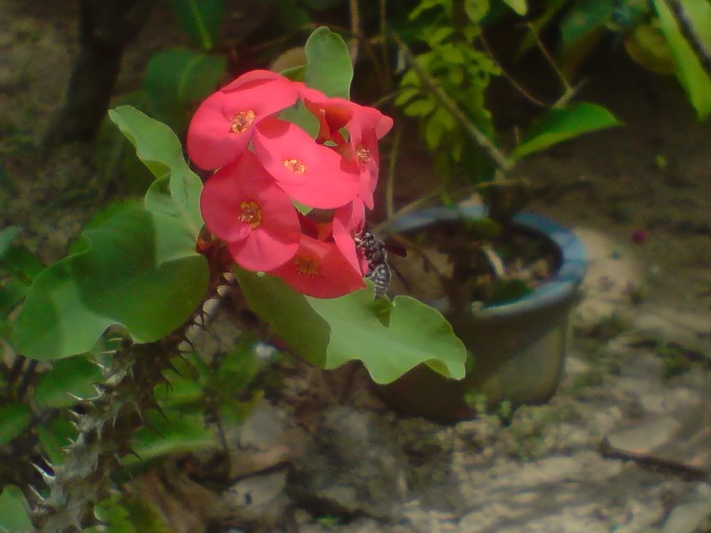 topic về những hình ảnh chụp bằng điện thoại di động - 1