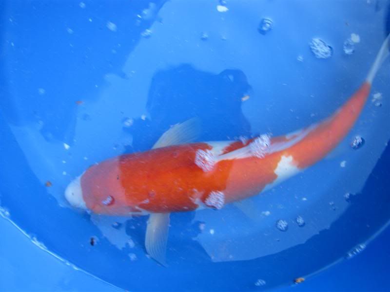 http://i1104.photobucket.com/albums/h331/bearcreek58/Koi%20For%20Sale/IMG_1337Medium.jpg
