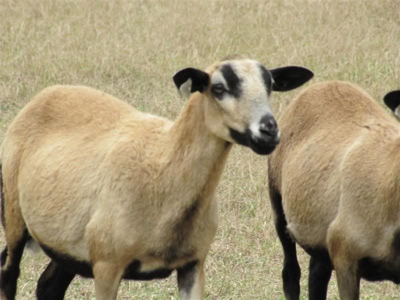Barbados Blackbelly Sheep Diet