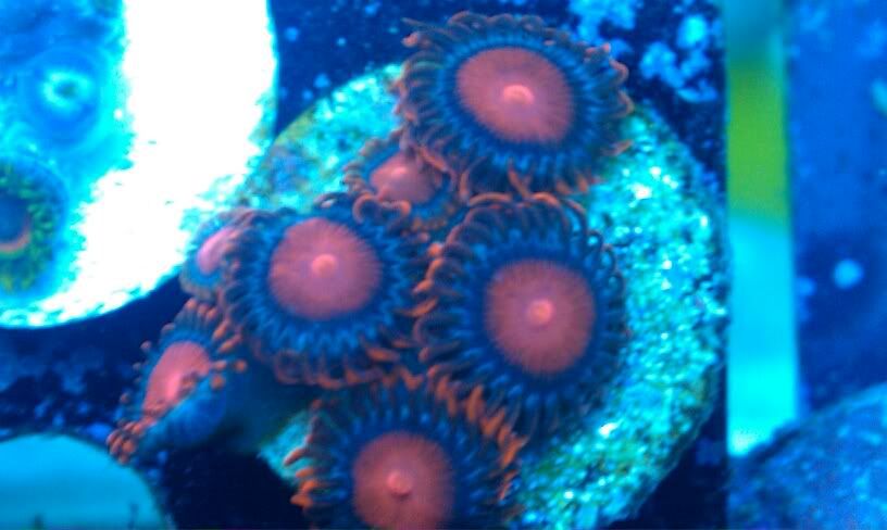 640bf0f8 orig - Lots of corals