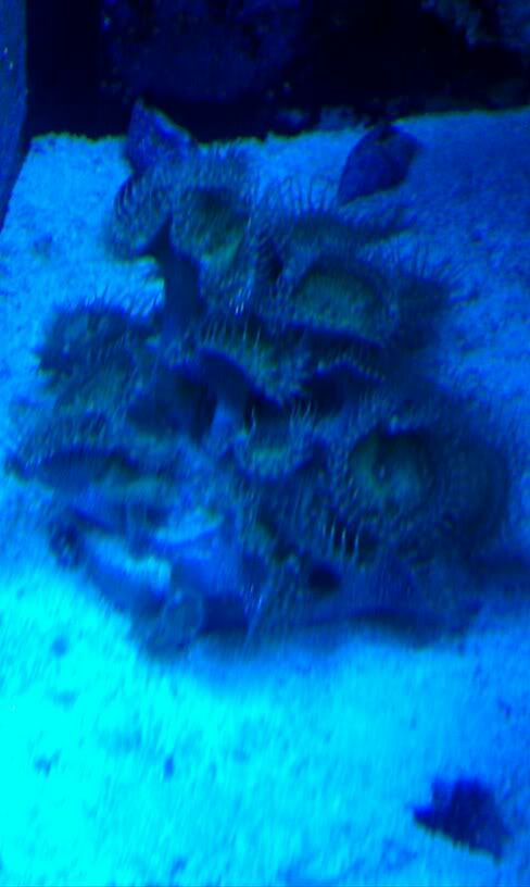df86de86 orig - Lots of corals