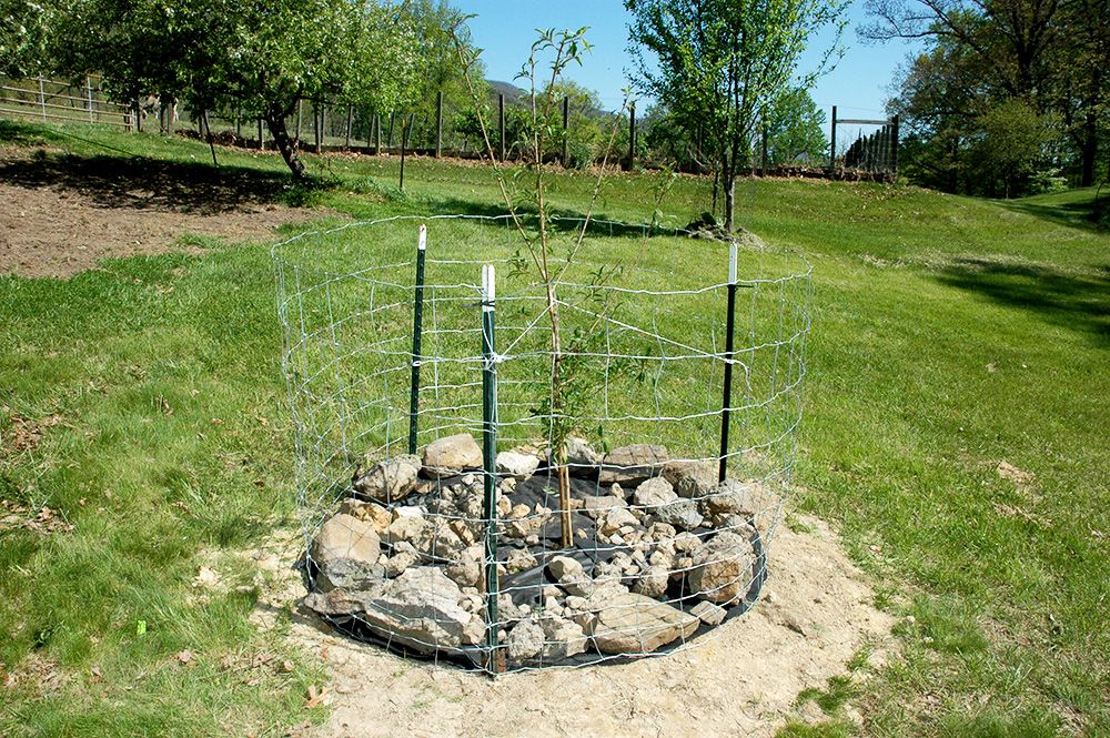 PlumTree_zps98c1c9f3.jpg