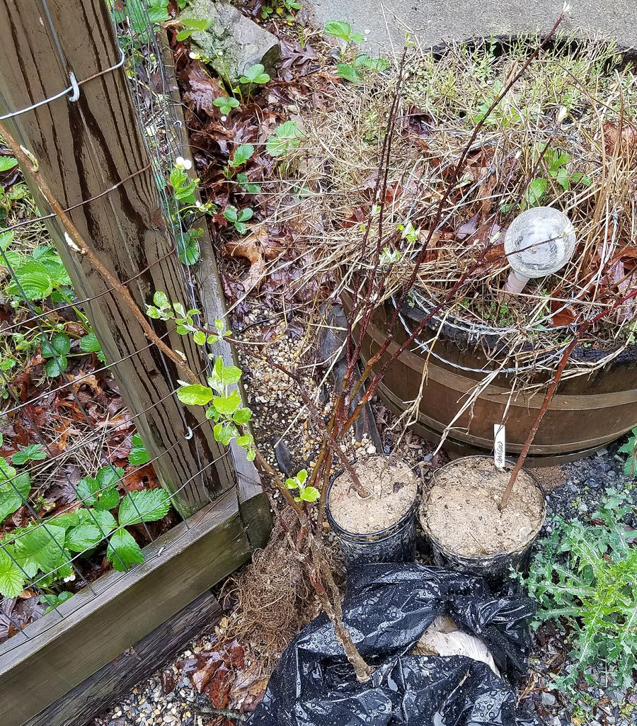 Tree1_zpspjvni5ap.jpg
