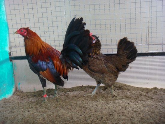 Trại gà Mỹ Toàn Thắng chuyên cung cấp gà tre mỹ con, asil tre từ cha mẹ nhập - 34